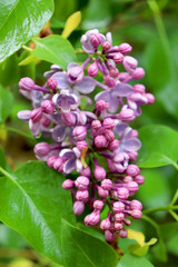 A branch of lilac