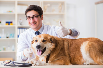 Doctor examining golden retriever dog in vet clinic