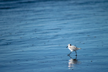 Sanderling Walking