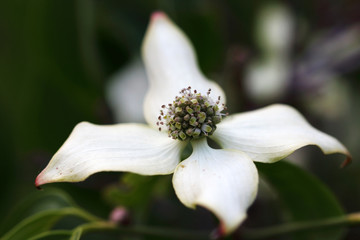 Cornus kousa come in different varieties and species in growth forms, such as trees and shrubs