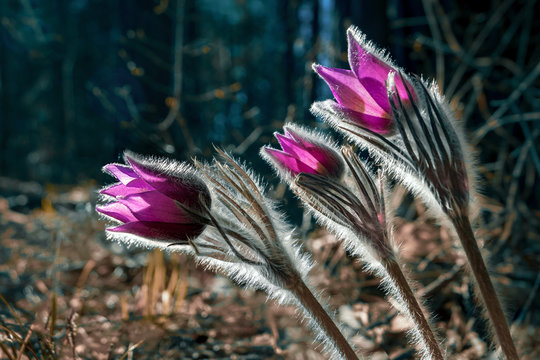 Flowers of dream-grass in the backlight of the sun in the forest.Sleep-grass, Venetian open, or Lumbago open.Cold shade of color.