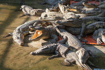 Crocodiles at the farm