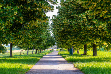 Spring landscape, linden alley, footpath in nature park, Slovenska Bistrica