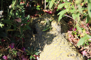 Lézard vert
