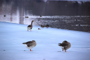 Winter Park duck pond