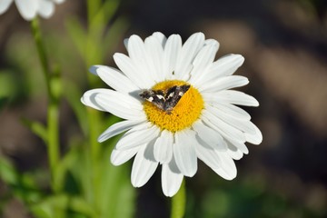 butterfly on chamomile