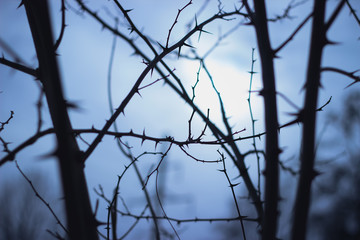 Mysterious scary branches trees, vintage colors.