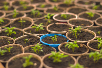 Growing seedlings in peat pots. Plants in sunlight in modern botany greenhouse