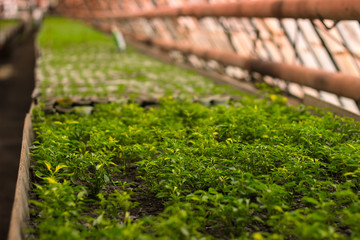 interior of a greenhouse in spring with flowering plants