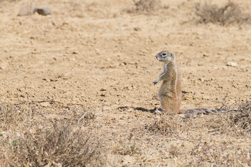 Cape ground squirrel standing, South Africa