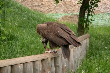 Vulture feeding