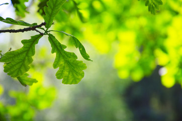 Fototapeta na wymiar Green oak leaves on a blurred sunny background of trees with lush foliage in spring forest.