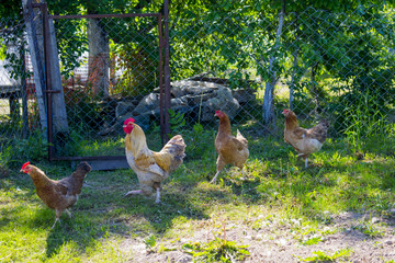 hens in summer in the courtyard with a cock