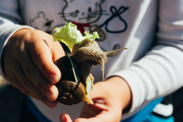 baby hands hold a snail that eats a green salad