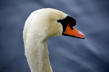 Obraz premium Close up of a swans head
