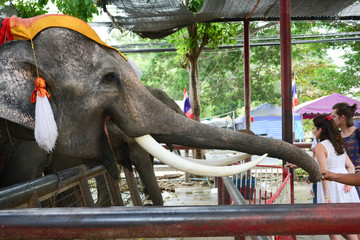 Thai elephants in Ayutthaya Waiting for tourists