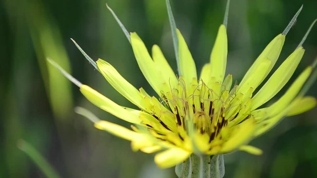 Tragopogon pratensis, meadow salsify, flower