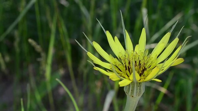 Tragopogon pratensis, meadow salsify, flower