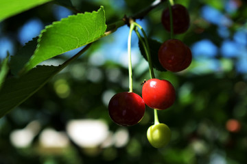 ripening of cherry fruit