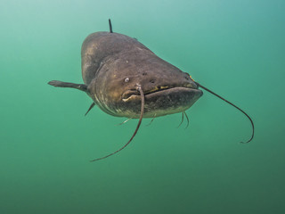 Catfish in lake Bled Slovenia