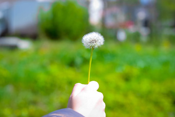 Dandelion in a child's hand