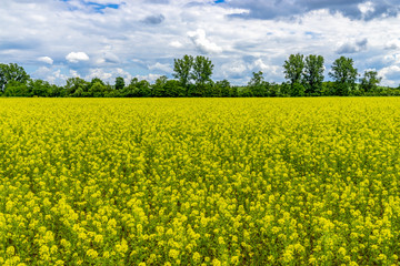 Fototapeta premium Rapp's field in summer with moving sky and hedge bushes