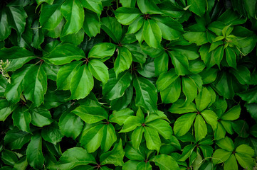 Amazingly beautiful bush wall of a green plant