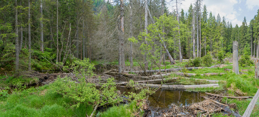 Fototapeta na wymiar Bavarian Forest - Panorama