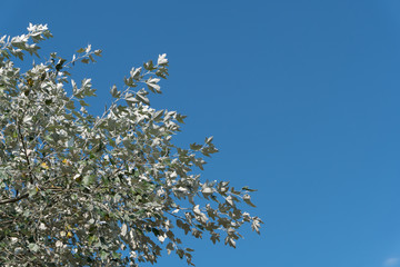 Leaves of the silverleaf poplar dance in the wind against blue sky