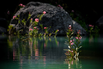 Beautiful water flowers in the beautiful pond