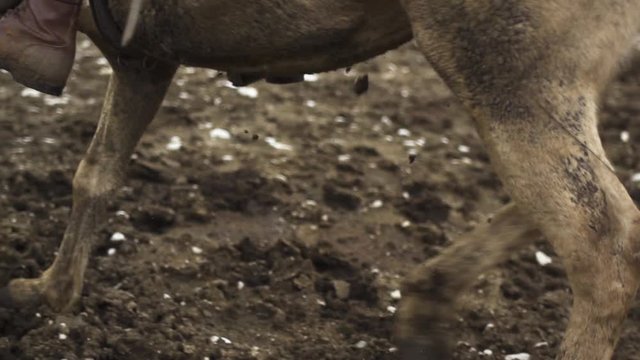 Close Up Of Walking Horse Hooves Slow Motion