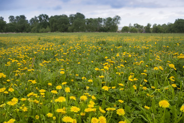 The field is covered with blooming yellow dandelions against the background of a forest and sky with gloomy clouds