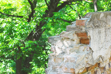 ruined wall and trees