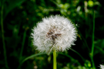 White flower