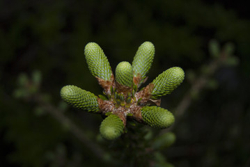 The fir extends in the spring. Young shoots of mountain fir