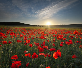 Spring poppy flowers  in meadow.