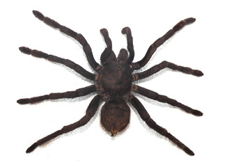 black curly-hair tarantula