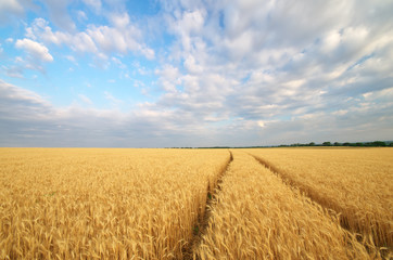 Road through wheat field.