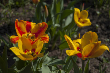 Group of yellow tulips with red veins during flowering in the garden