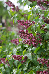 Dozens of closed purple lilac buds grouped into clusters and dripping with droplets of rain water. A branch of purple unblown lilac in the rain