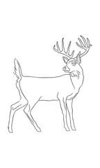 White-Tailed Deer