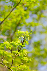 Green leaves in park. Sunny day. Springtime