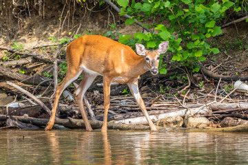 Deer at Lake