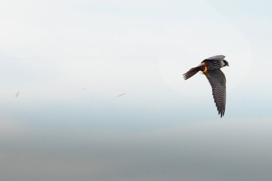 Baumfalke