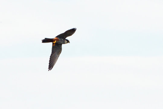 Baumfalke