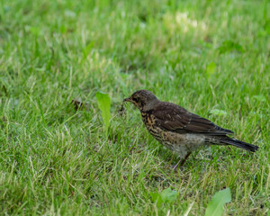 Common starling in a grass.