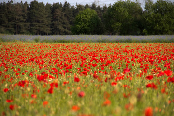 Mohn