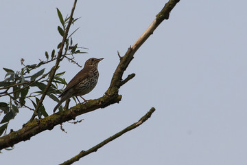 Wiesenpieper