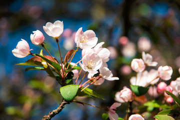 Ornamental apple tree in bloom.