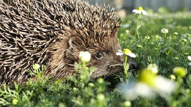 The hedgehog in the garden crawls on the grass. Hedgehog close-up.